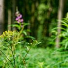 Blüten im Wald