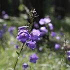 Blüten im Wald