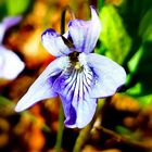 blüten im wald