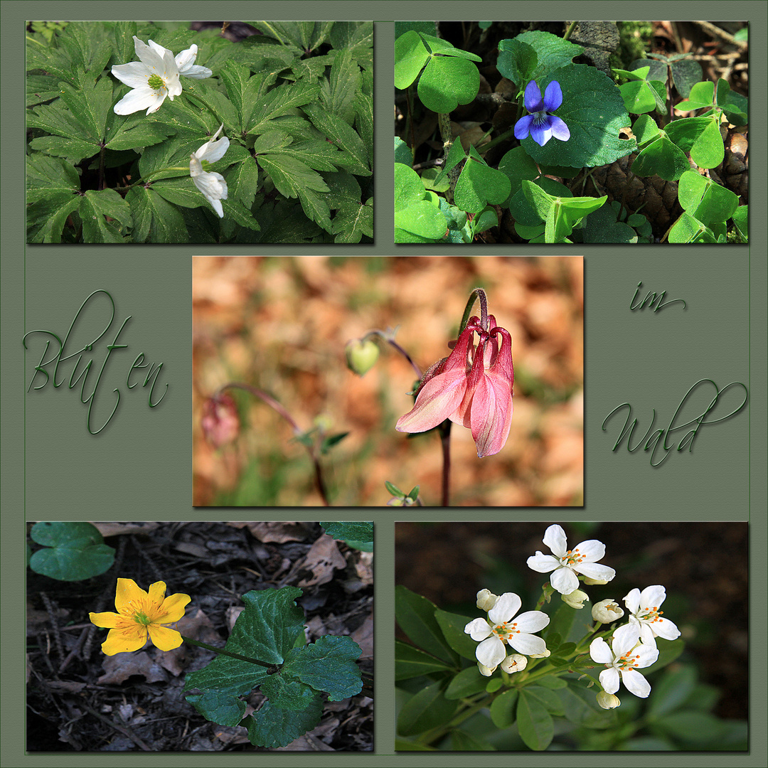 BLÜTEN IM WALD