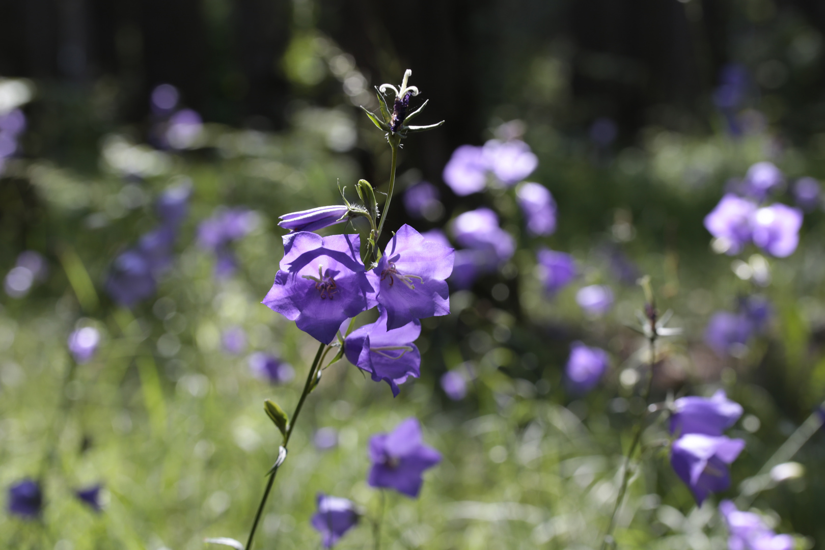 Blüten im Wald