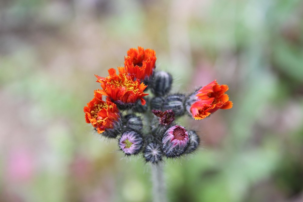 Blüten im Wandel