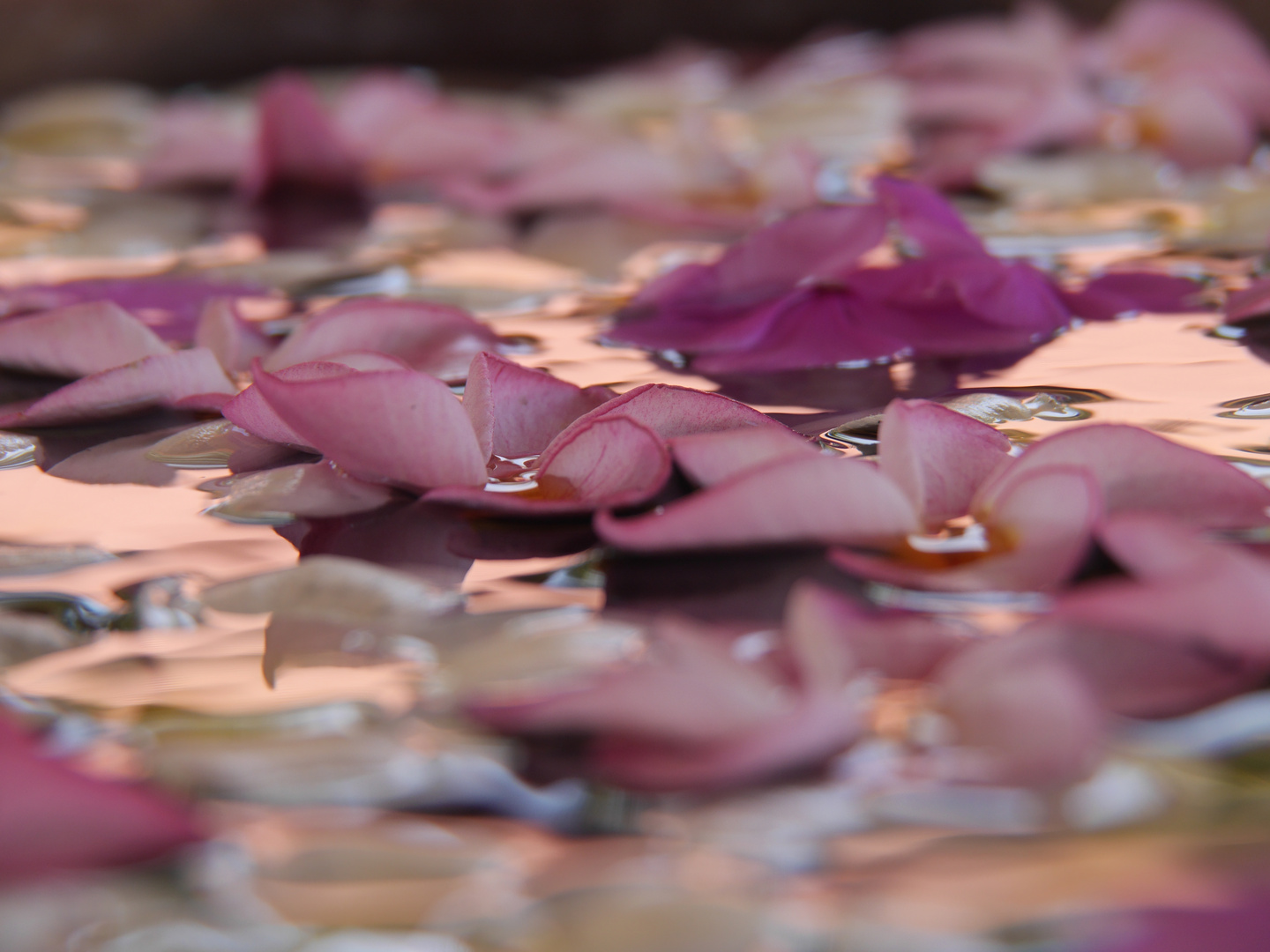 Blüten im Wasser