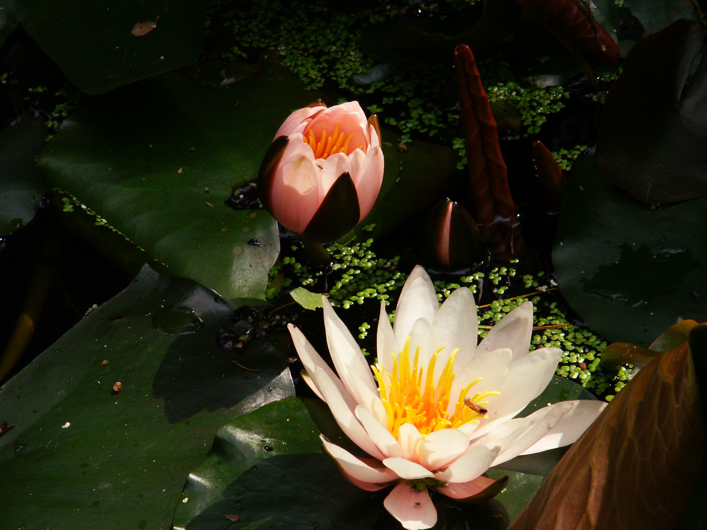 Blüten im Wasser gewachsen