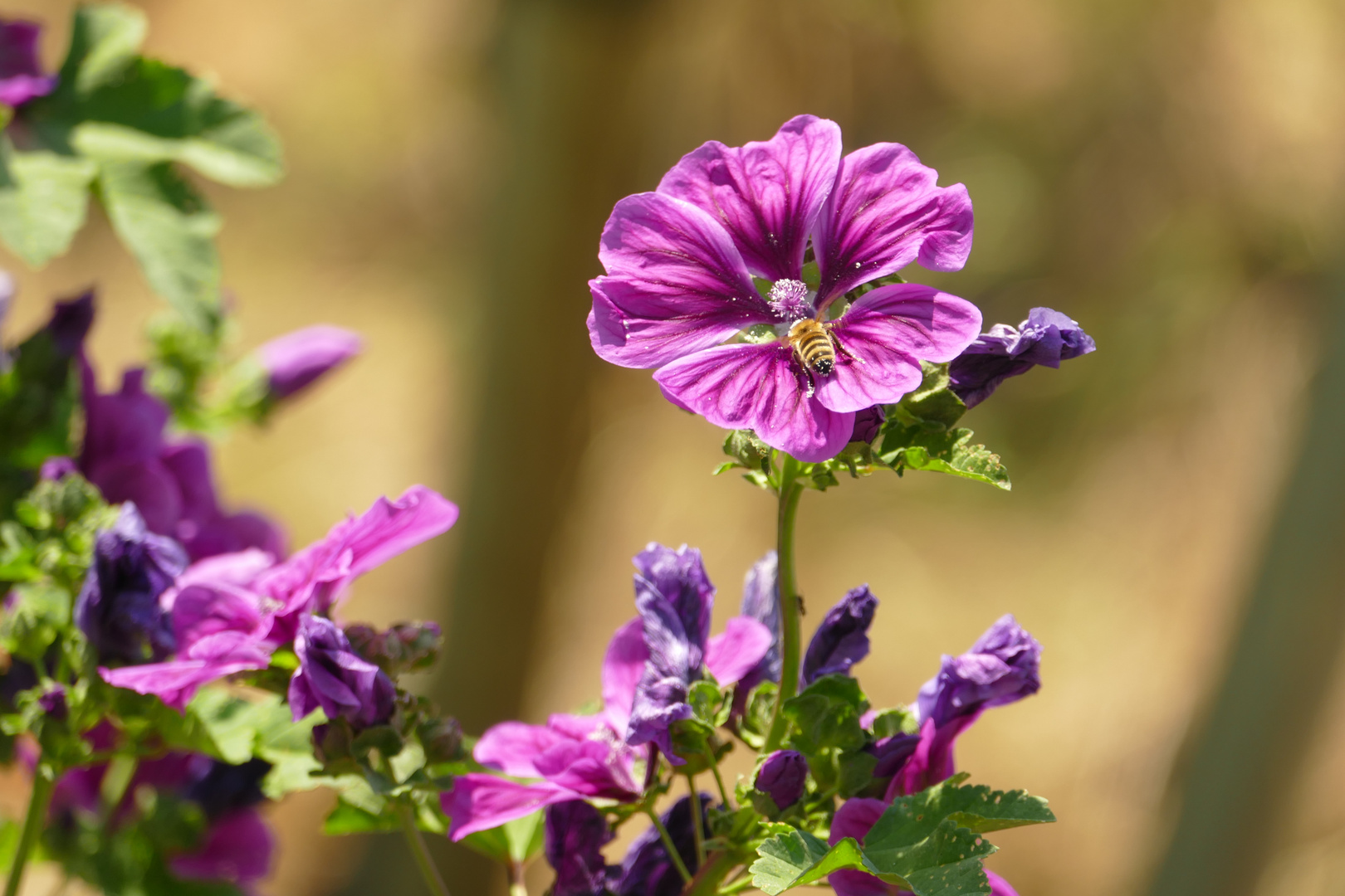 °°°° Blüten im Weinberg °°°°