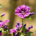 °°°° Blüten im Weinberg °°°°