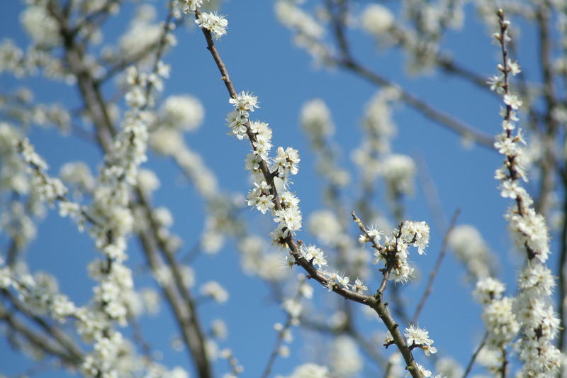 Blüten im Wind