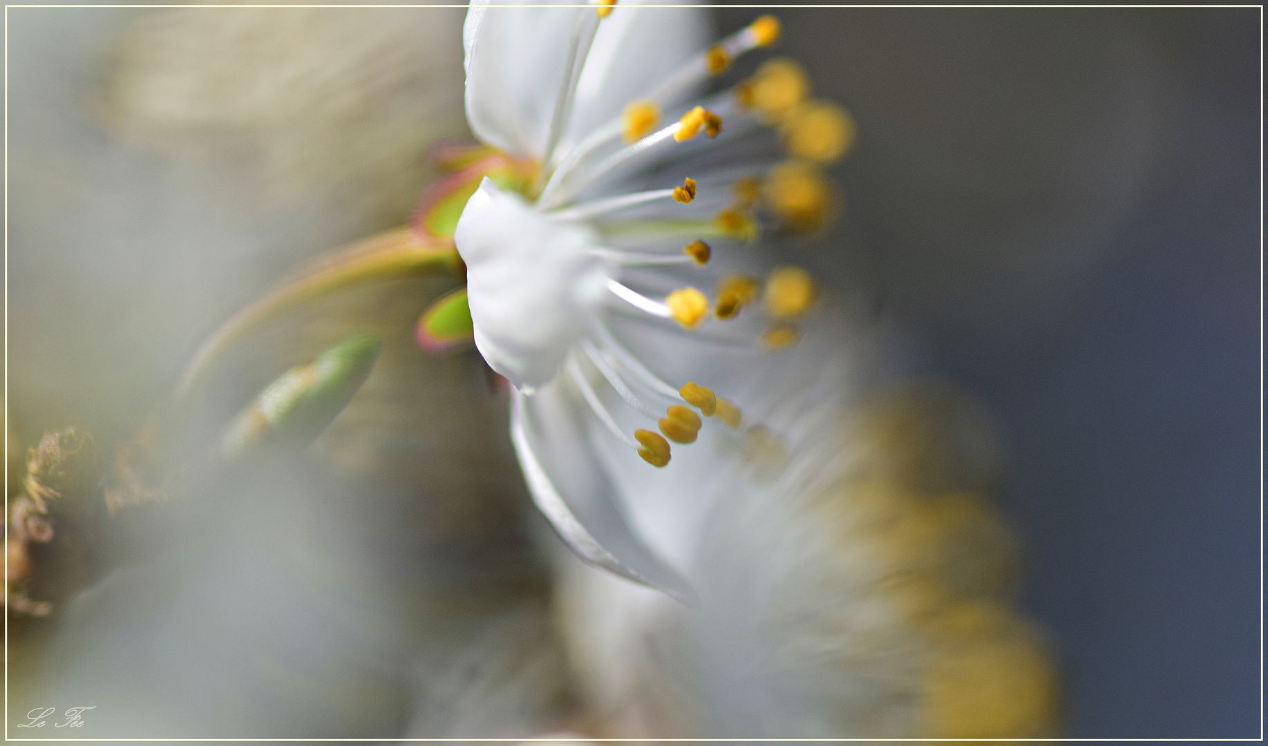 Blüten im Wind