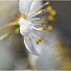 Blüten im Wind