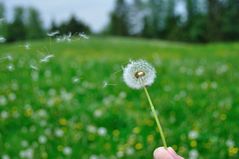 Blüten im Wind