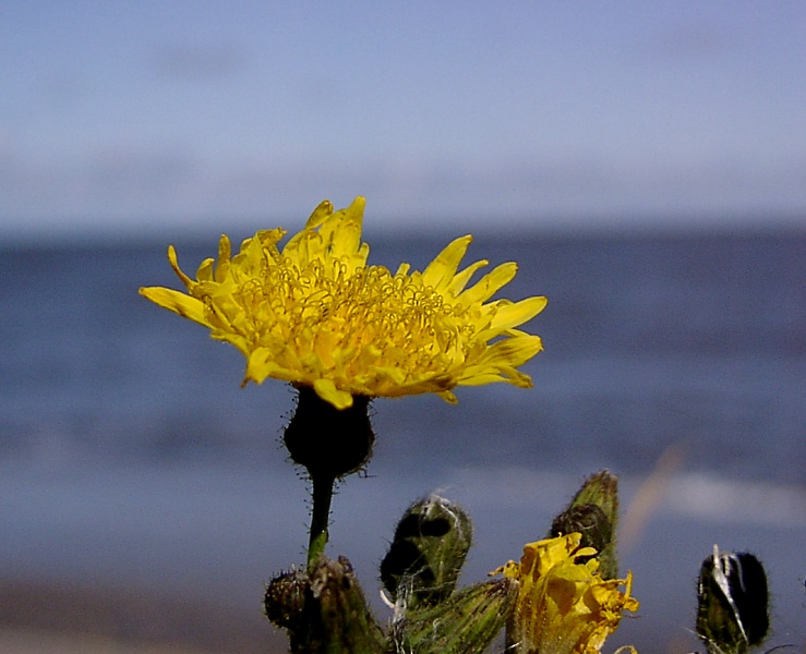 Blüten im Wind