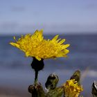 Blüten im Wind