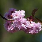 Blüten im Wind