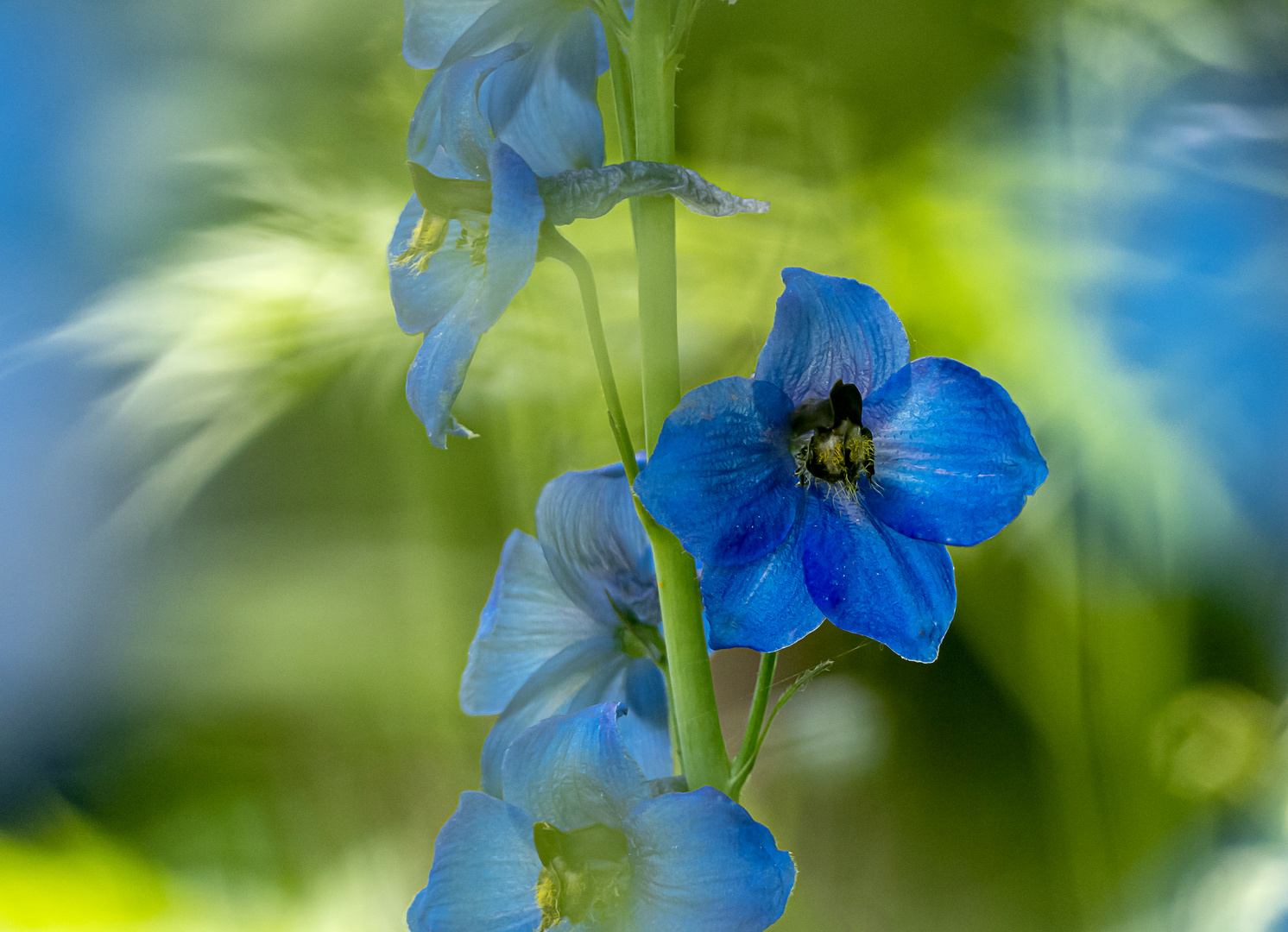 Blüten im Wind