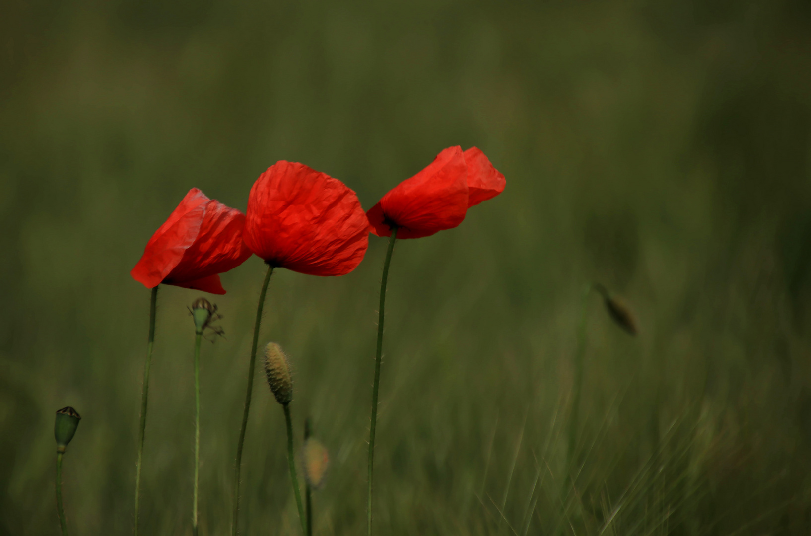 Blüten im Wind...