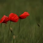 Blüten im Wind...