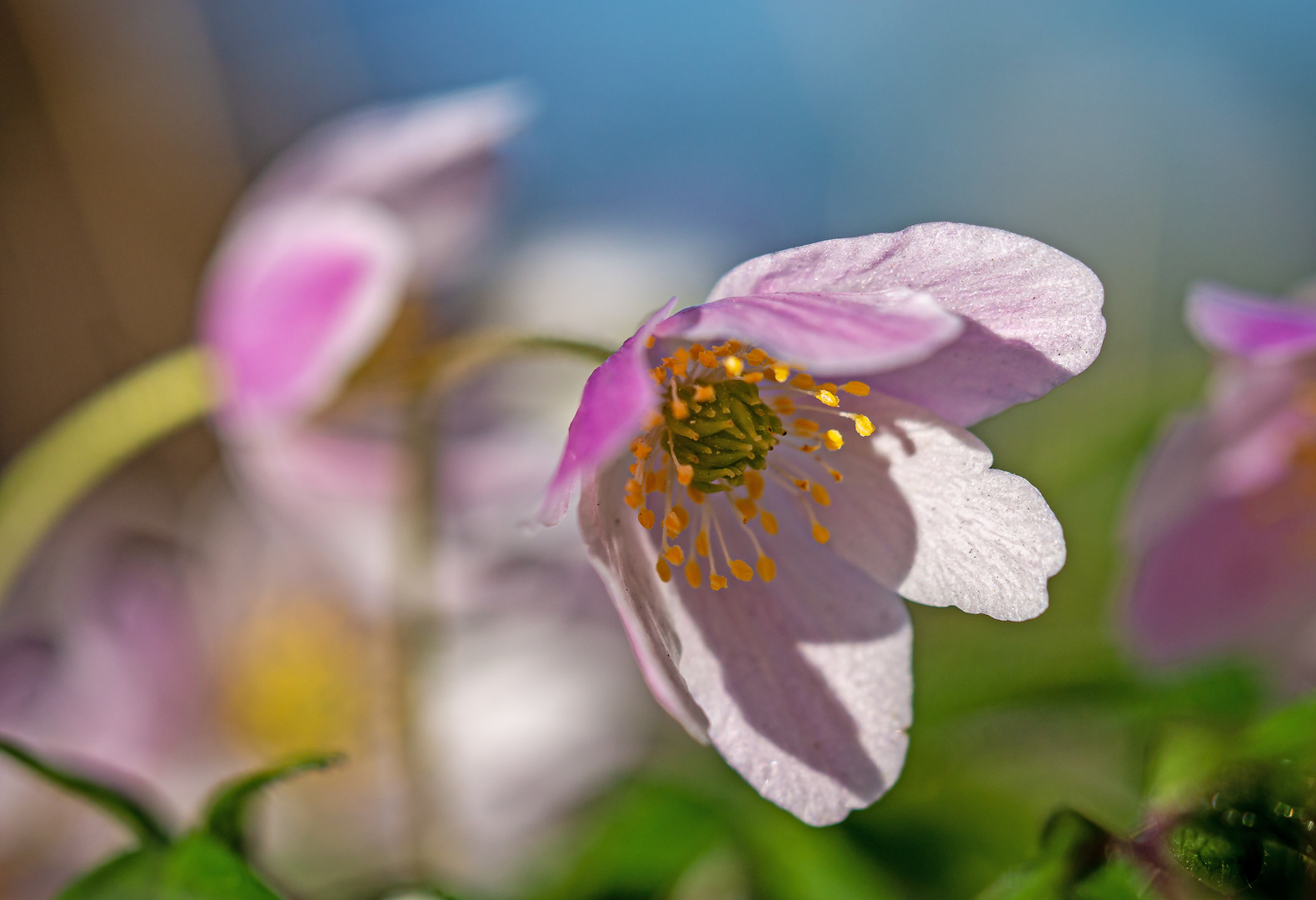 Blüten im Wind