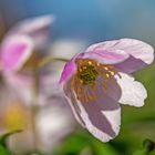 Blüten im Wind