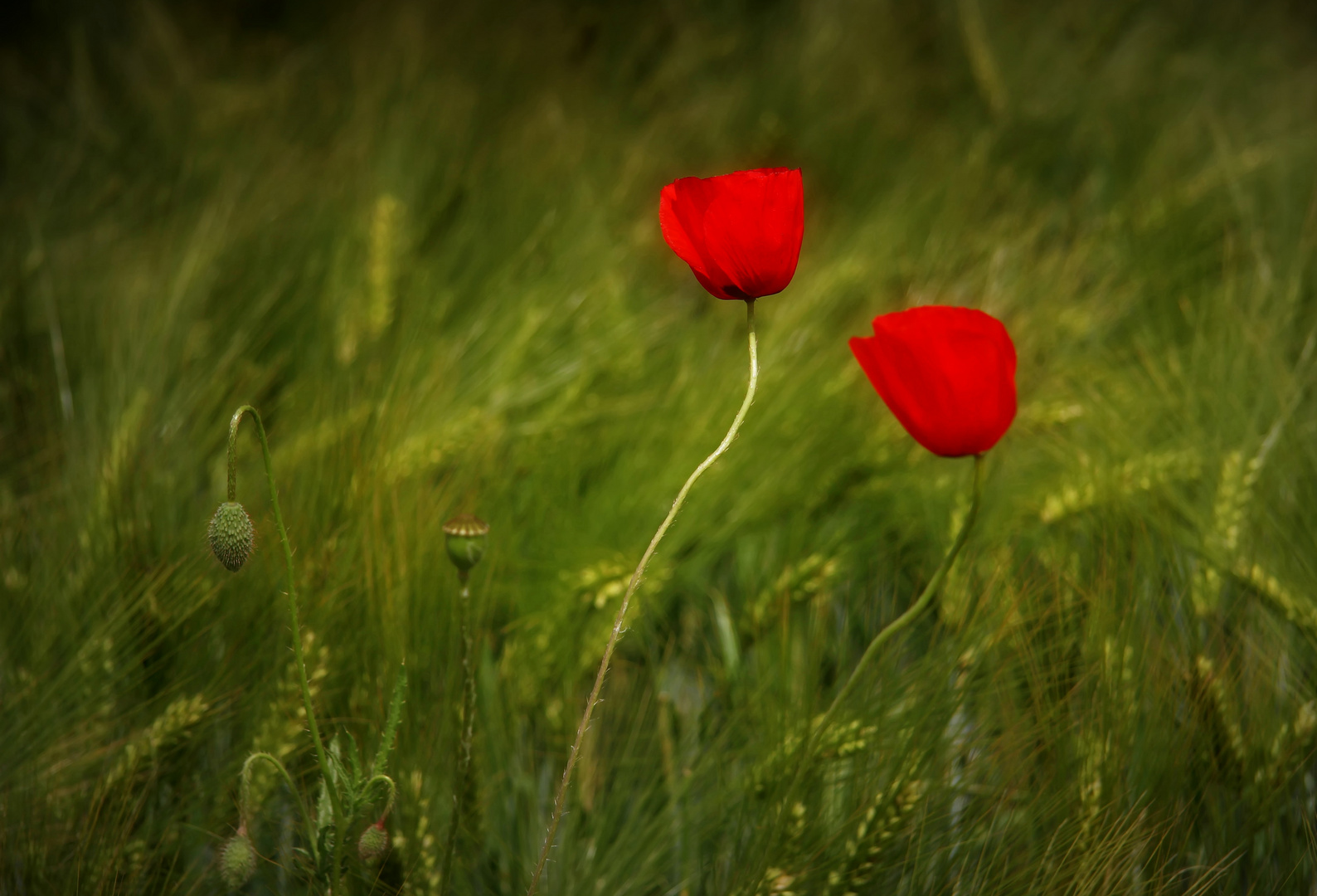 Blüten im Wind