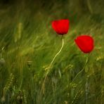 Blüten im Wind