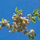 Blüten im Wind