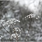 Blüten im Winter