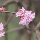 Blüten im Winter