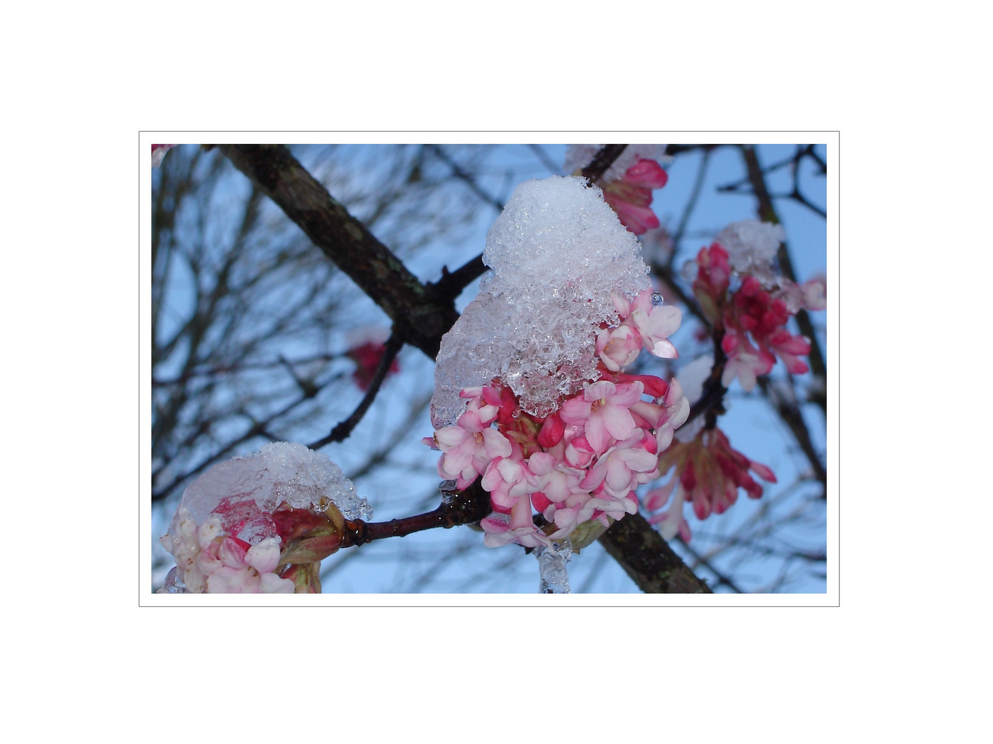 Blüten im Winter