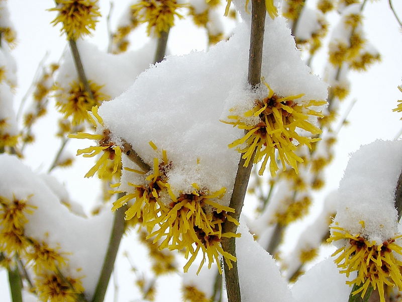 Blüten im Winter