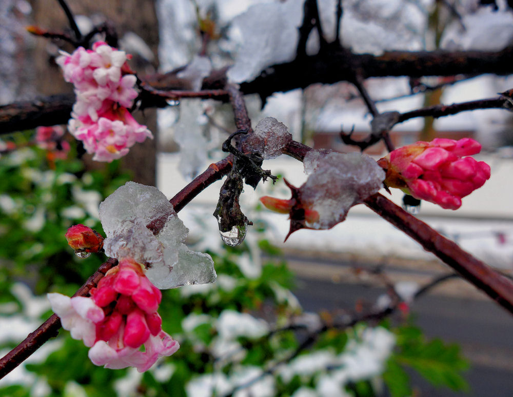 Blüten im Winter