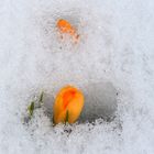 Blüten im Winter.