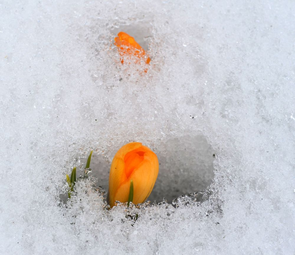 Blüten im Winter.