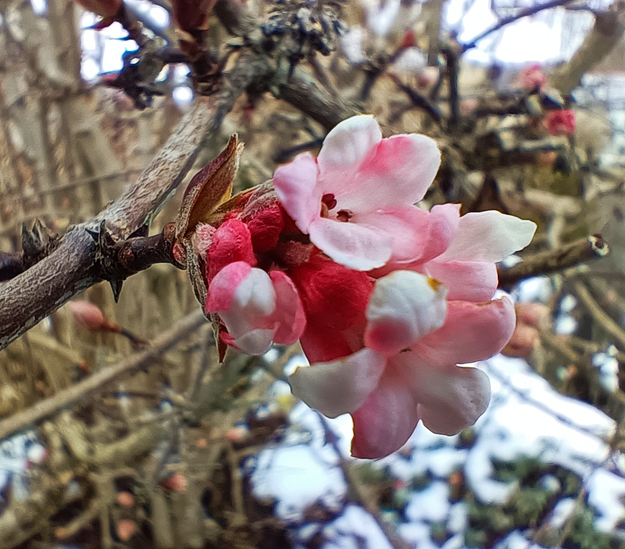 Blüten im Winter