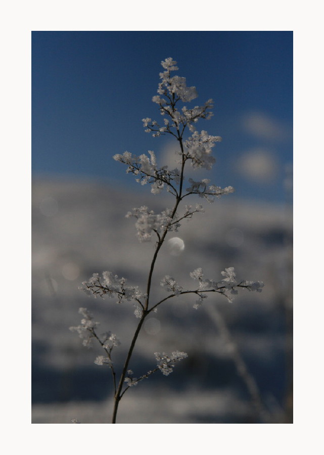 Blüten im Winter