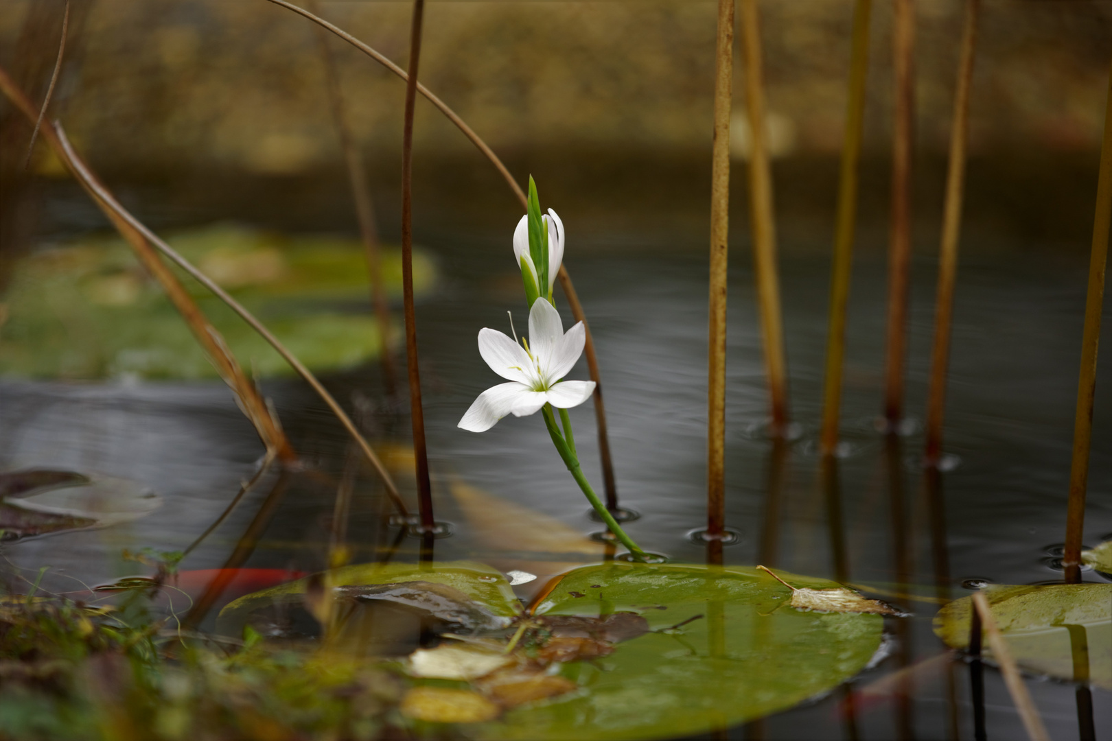 Blüten im Winter