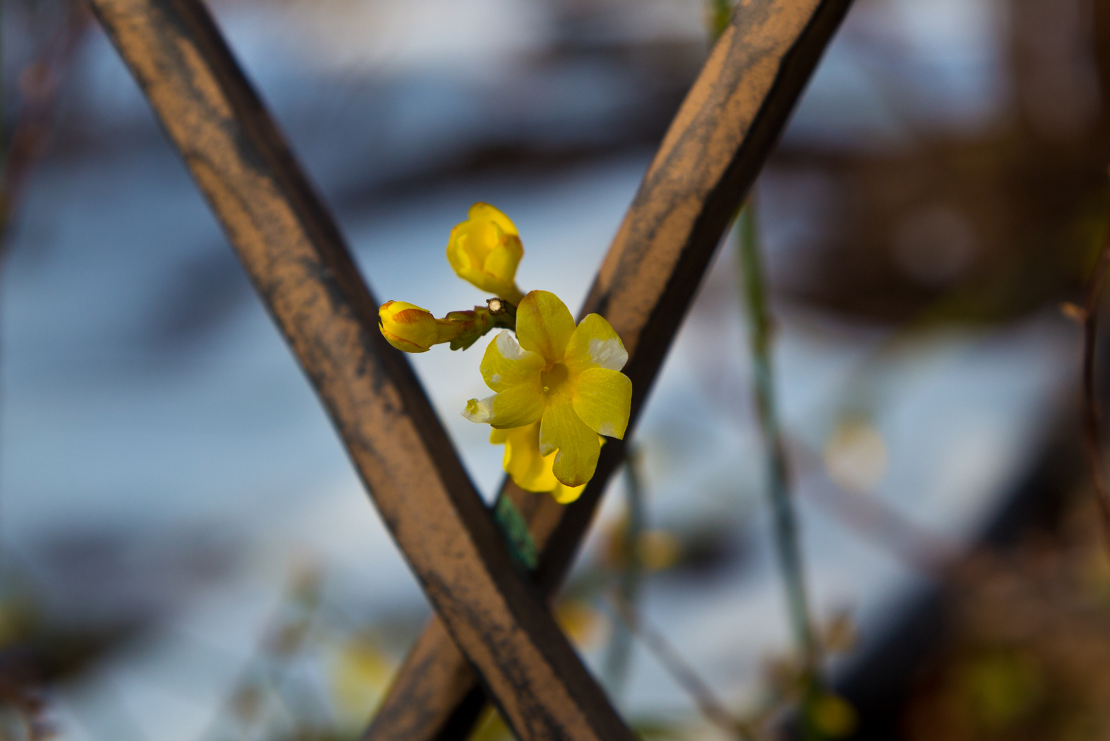 Blüten im Winter