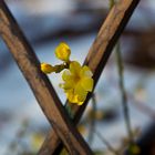 Blüten im Winter