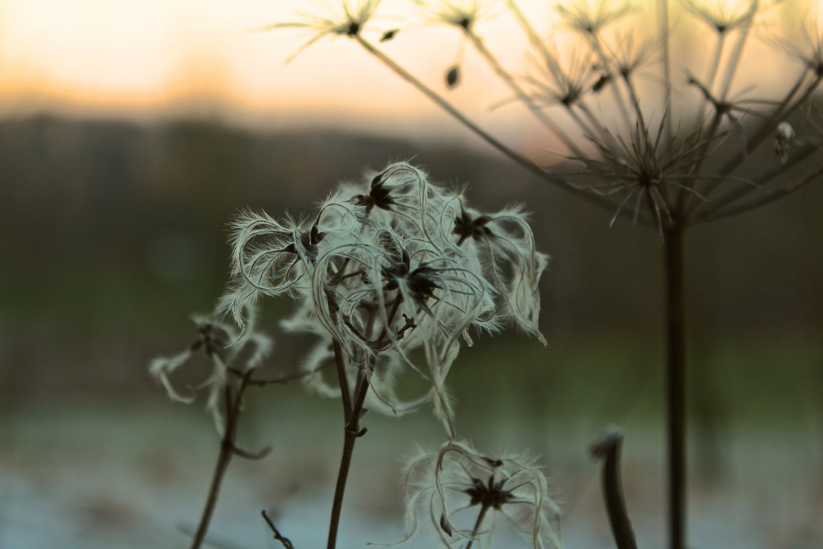 Blüten im Winter