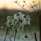 Blüten im Winter