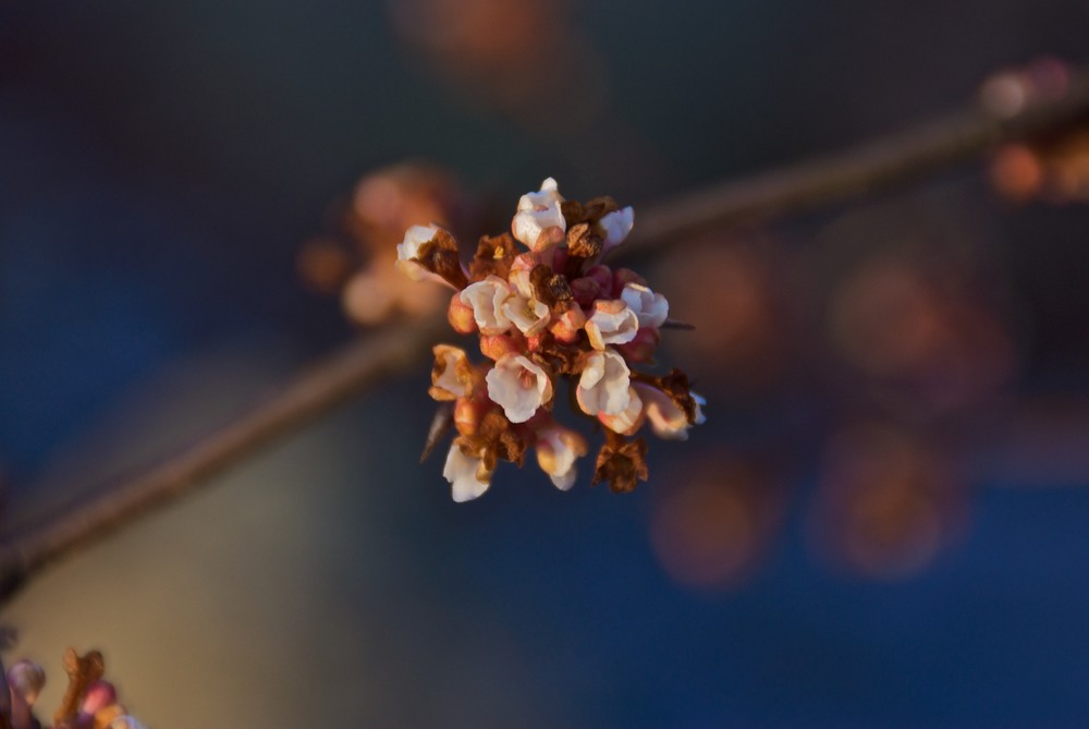 Blüten im Winter Foto & Bild archiv, digitalphoto makrofotografie
