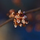 Blüten im Winter