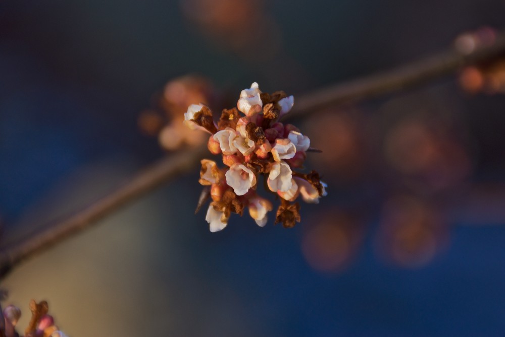 Blüten im Winter von RollingThunder 