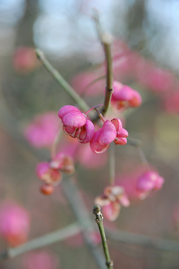 Blüten im Winter