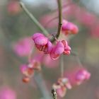 Blüten im Winter