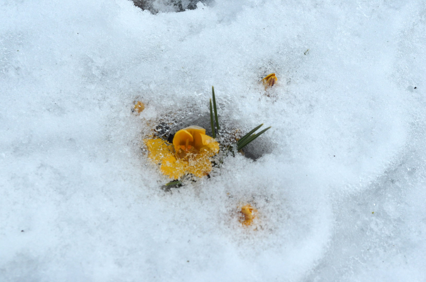 Blüten im Winter1