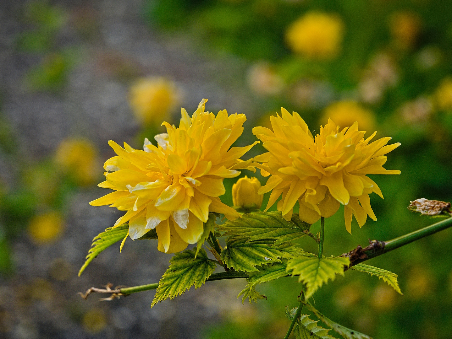 Blüten im Wonnemonat Mai