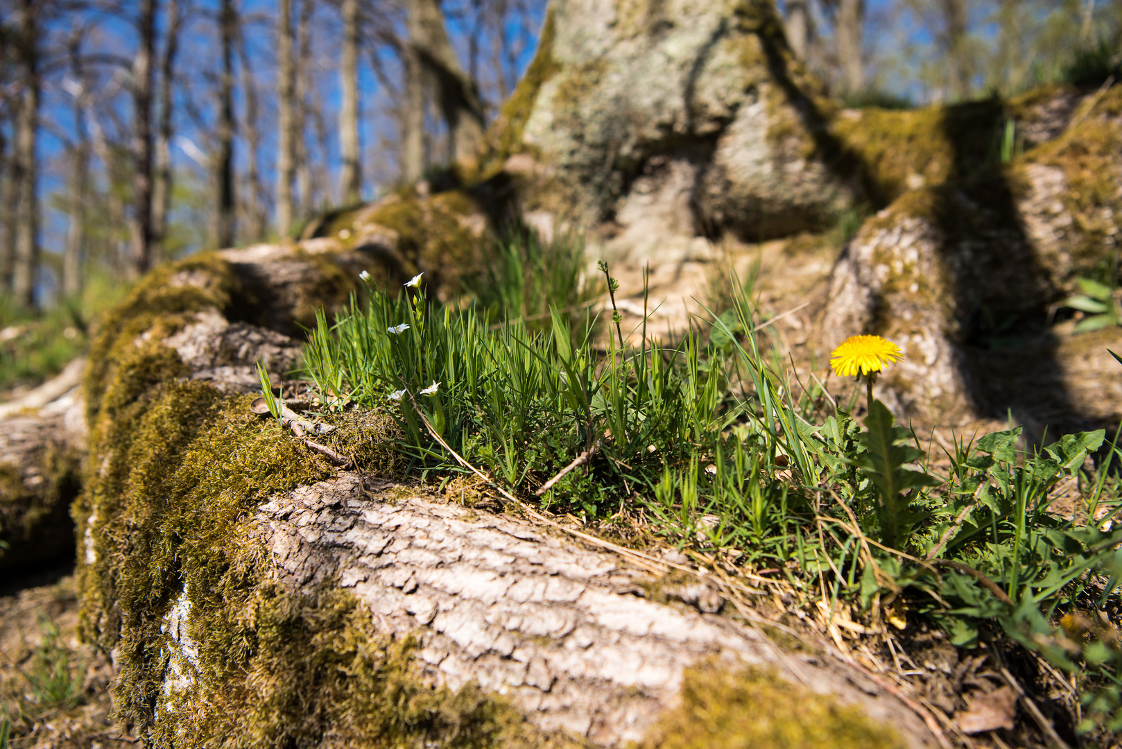  Blüten im Wurzelweeck FC