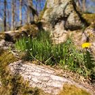  Blüten im Wurzelweeck FC