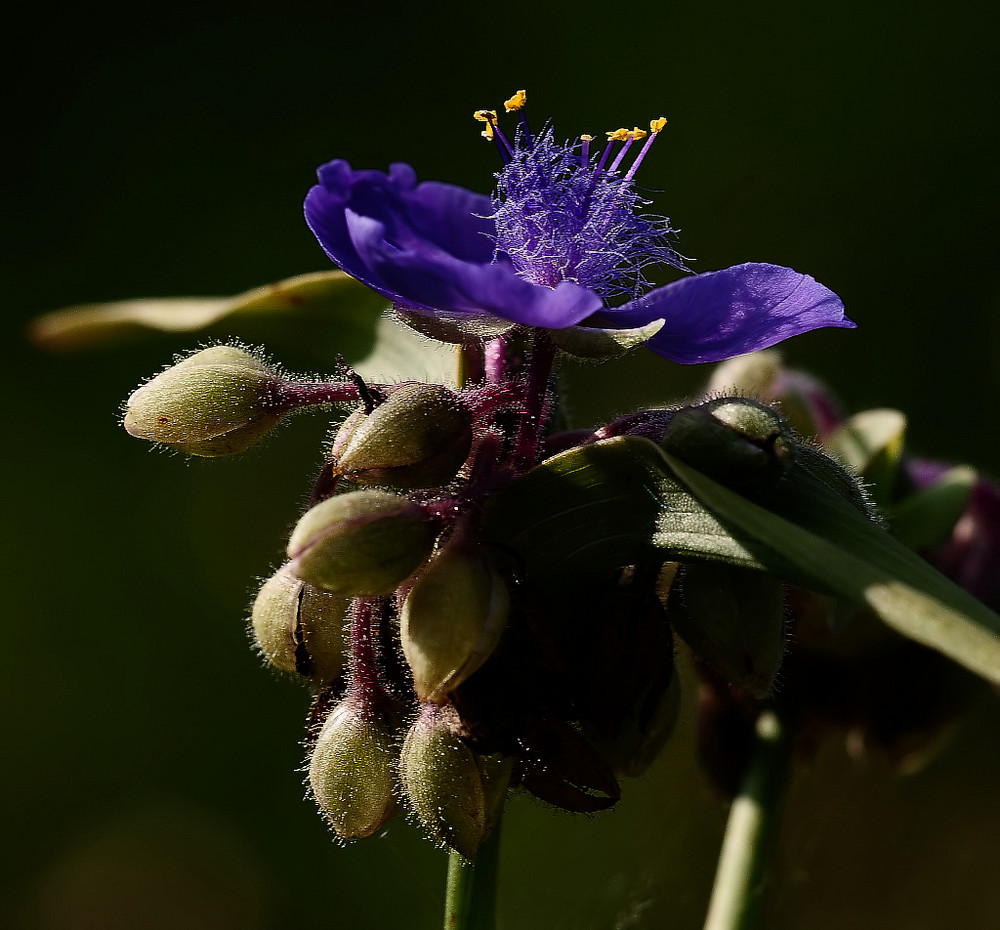 blüten impressionen 2