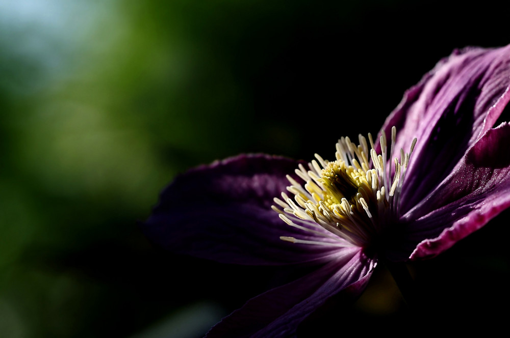 blüten impressionen 5